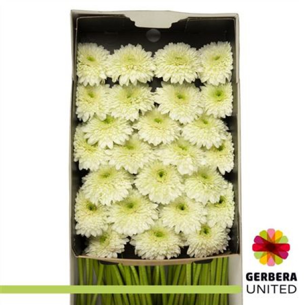 Gerbera Moonkick Doos 45cm A1