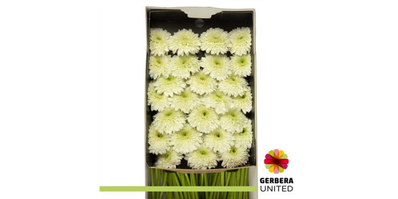 Gerbera Moonkick Doos 45cm A1