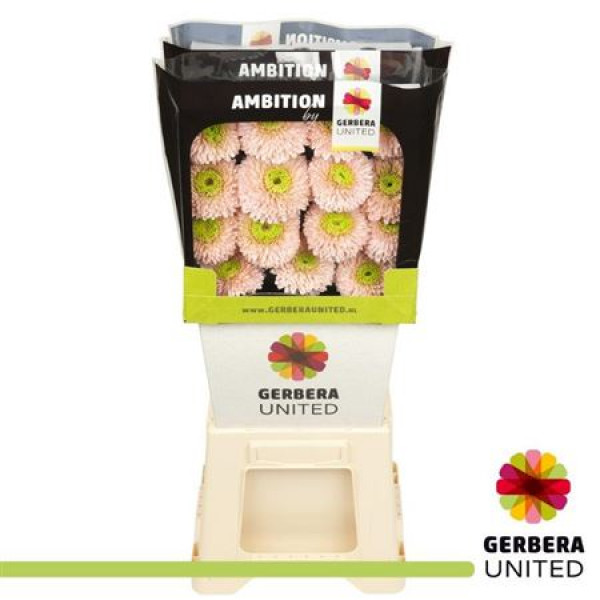 Gerbera Himalia 50cm A1