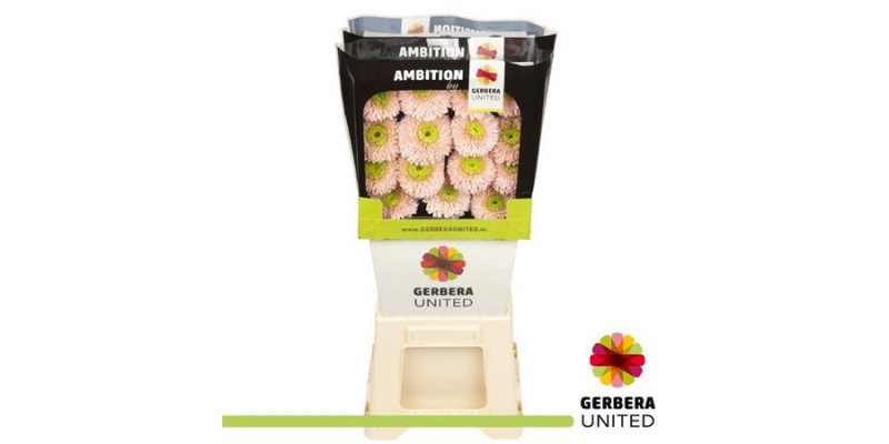 Gerbera Himalia 50cm A1