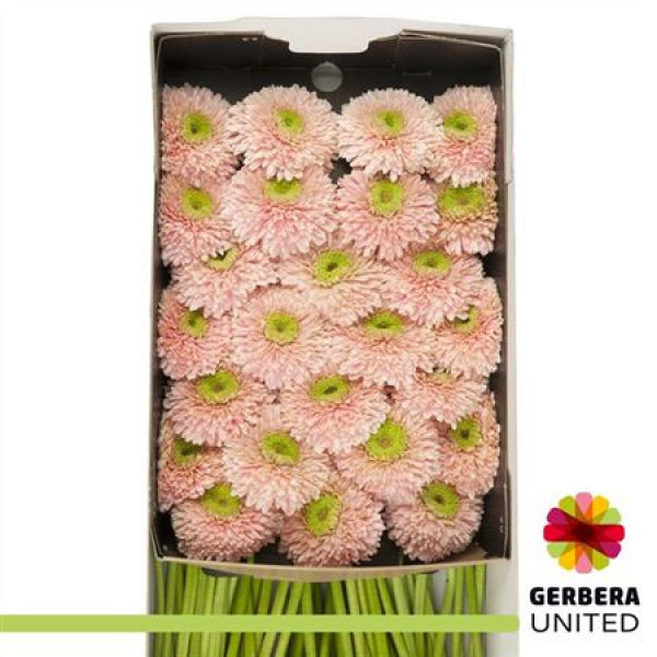 Gerbera Himalia Doos 45cm A1