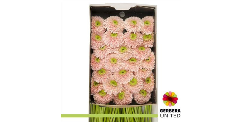 Gerbera Himalia Doos 45cm A1