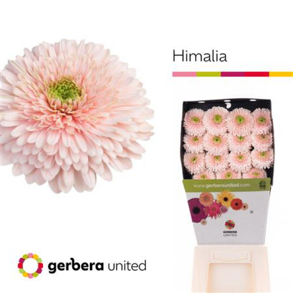 Ge Gb Himalia Diamond 50cm A1