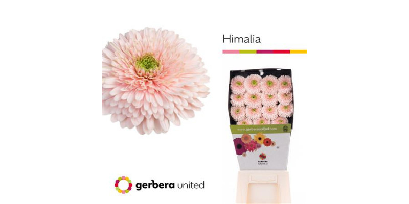 Ge Gb Himalia Diamond 50cm A1