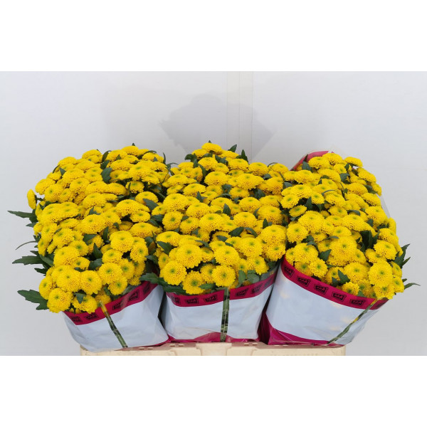 Chrysanthemums San Aaa Aurinko 55cm A1 Col-Yellow