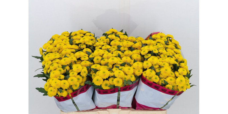 Chrysanthemums San Aaa Aurinko 55cm A1 Col-Yellow