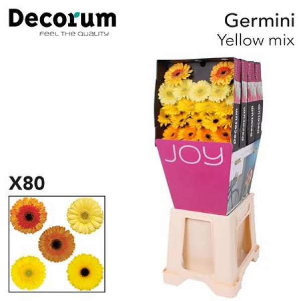 Germini Mix Yell Gem Diamond 47cm A1