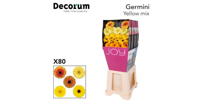 Germini Mix Yell Gem Diamond 47cm A1