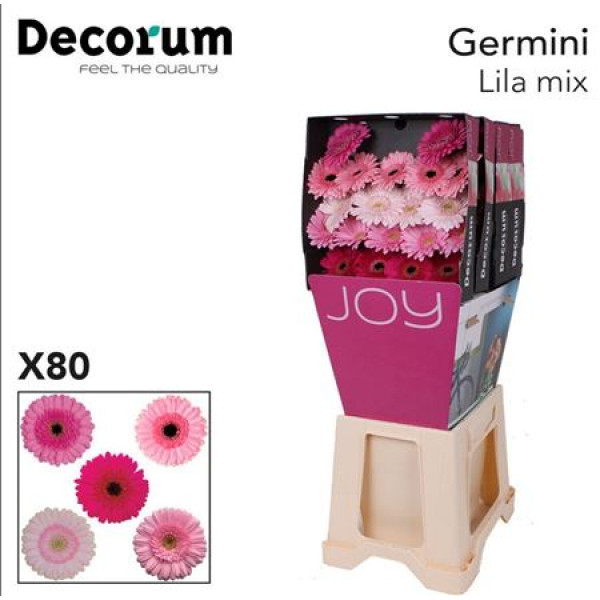 Germini Mix Lil Rose Diamond 47cm A1