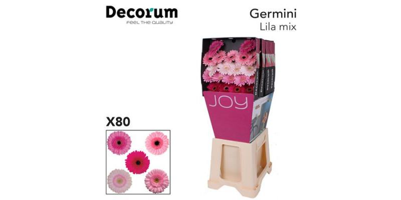 Germini Mix Lil Rose Diamond 47cm A1