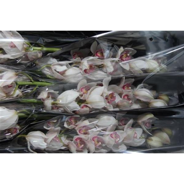 Orchid Cymb T Time Out 80cm A1