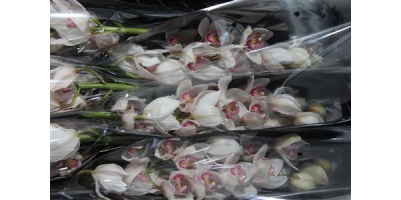 Orchid Cymb T Time Out 80cm A1