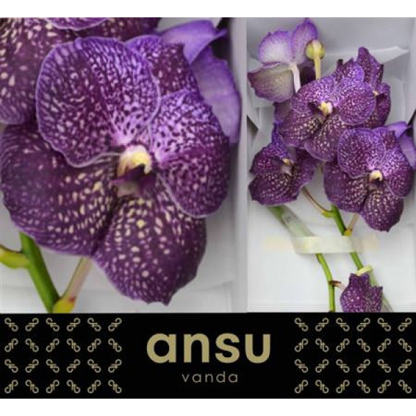 Orchid Vanda Violetta Dark 0cm A1 Col-Dark Purple