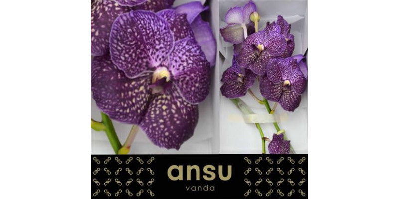 Orchid Vanda Violetta Dark 0cm A1 Col-Dark Purple