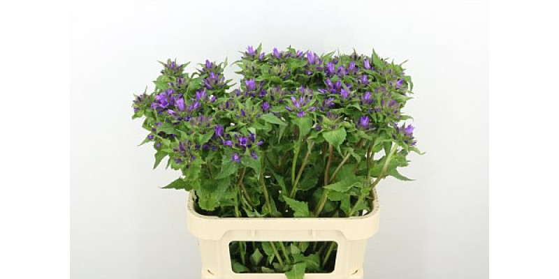 Camp Glomerata Biological 80cm A1