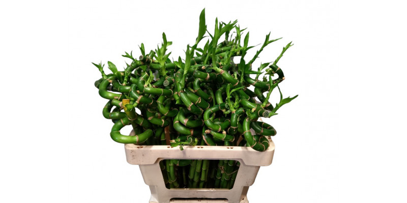 Drac S Lucky Bamboo 50cm  Col-Green