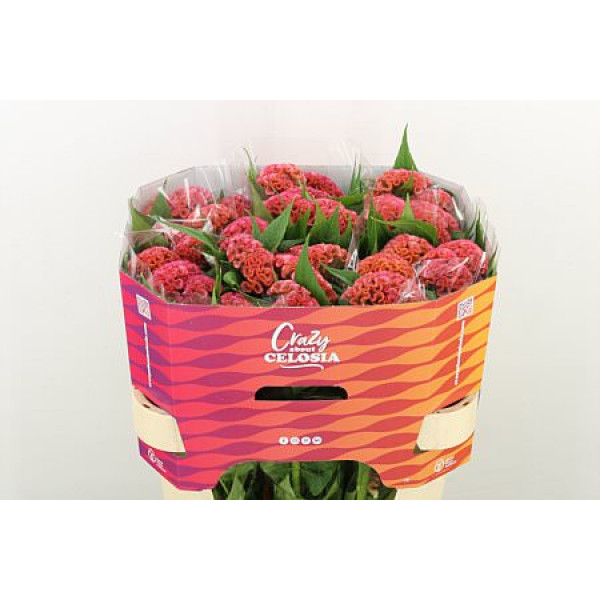 Celosia C Pink Delight 75cm A1