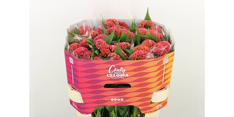 Celosia C Pink Delight 75cm A1