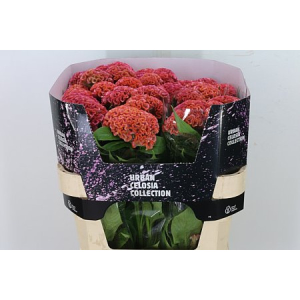 Celosia C Pink Delight 75cm A1