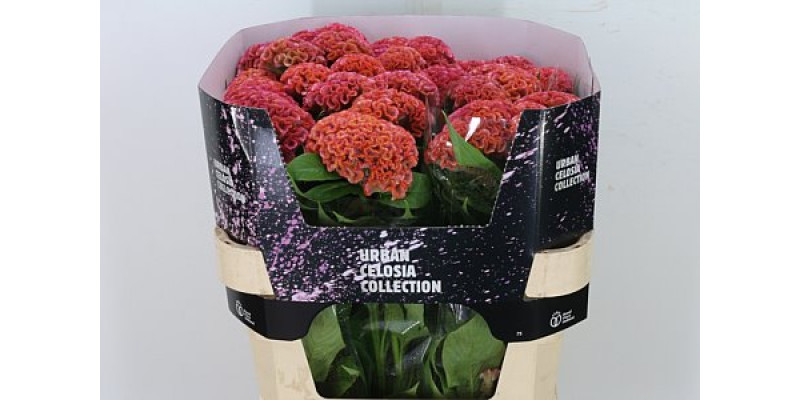 Celosia C Pink Delight 75cm A1