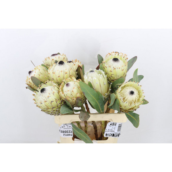 Protea M Ice Queen 60cm A1 Col-White