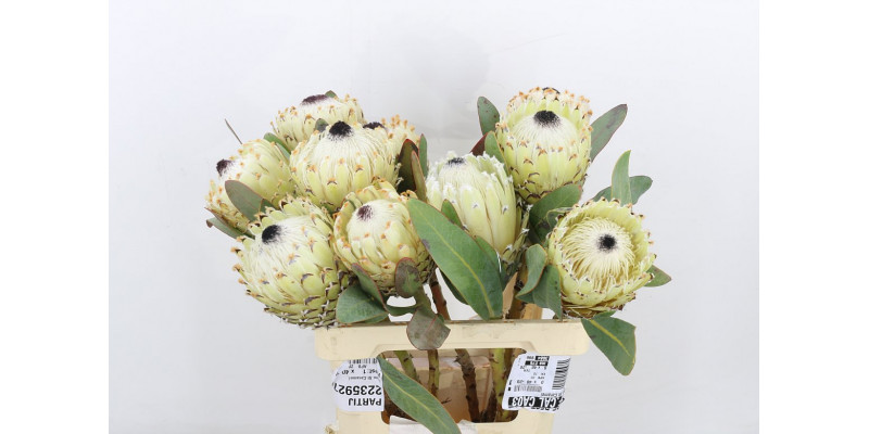 Protea M Ice Queen 60cm A1 Col-White