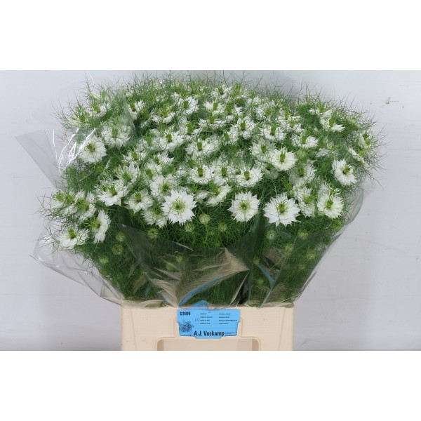 Nige Damascena White 75cm A1 Col-Mixed