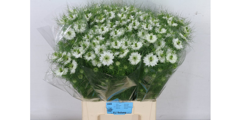 Nige Damascena White 75cm A1 Col-Mixed