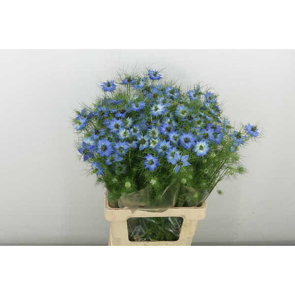 Nige Damascena Ov 70 cm A1