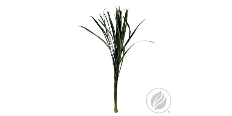 T-grass Green 60cm 60 cm A1