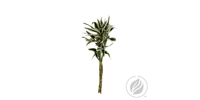 T-grass Variagated 55cm 55 cm A1