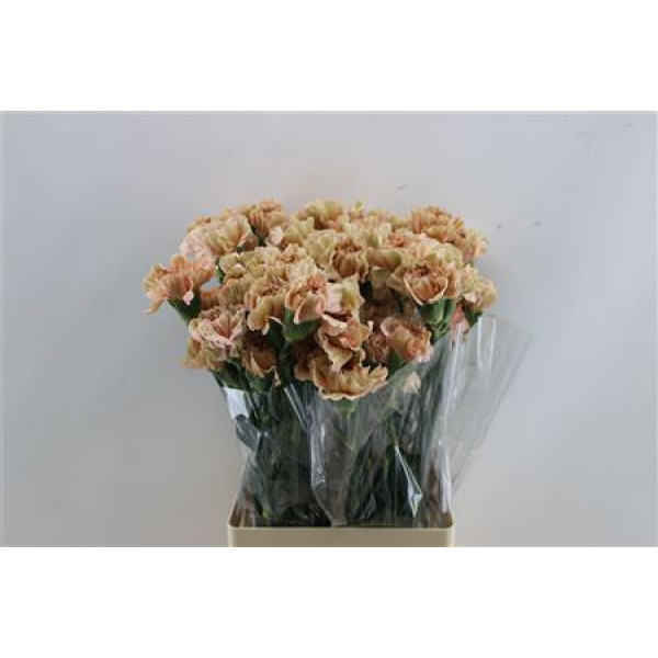 Dianthus St Caramel 65cm A1