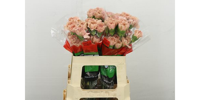 Dianthus .st Caramel 55 55 cm 
