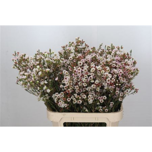 Chamelaucium Moonlight Delight 80cm A1