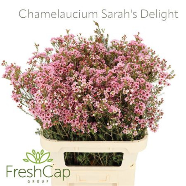 Chamelaucium Sarahs Delight 80cm A1