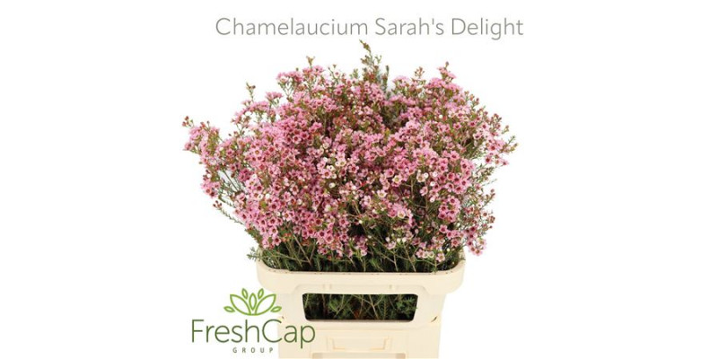 Chamelaucium Sarahs Delight 80cm A1