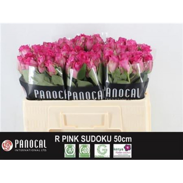 Rose Gr Pink Sudoku 50cm A1 Col-Pink