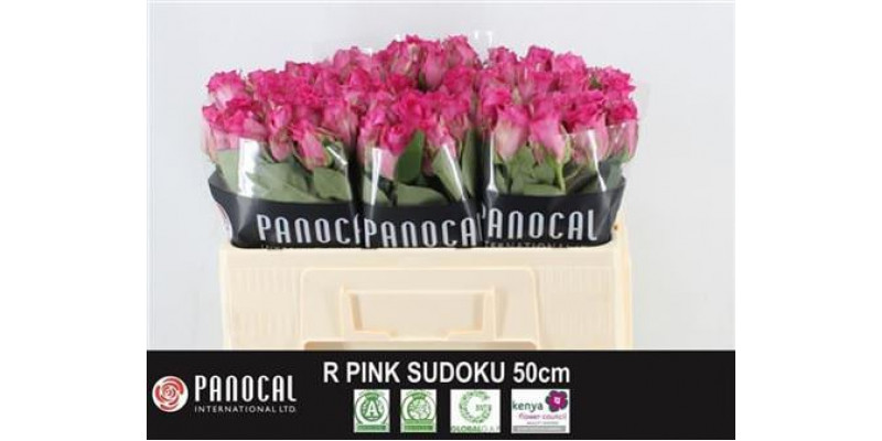 Rose Gr Pink Sudoku 50cm A1 Col-Pink