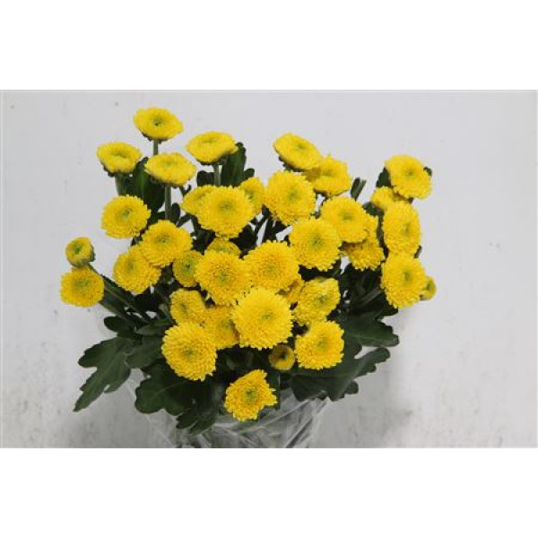 Chrysanthemums T Limoncello 70cm A1 Col-Yellow