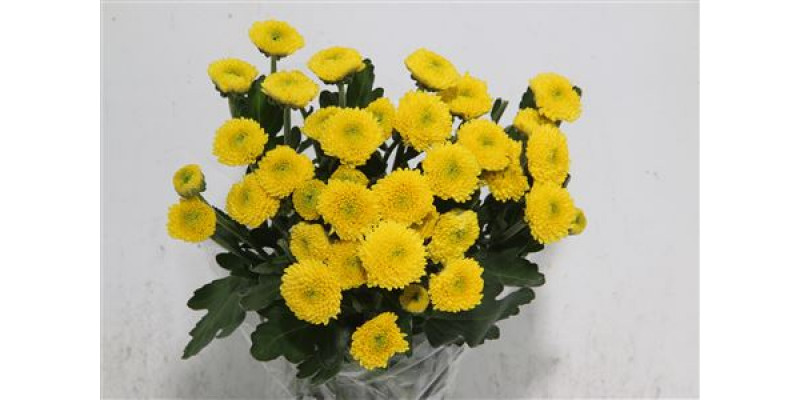 Chrysanthemums T Limoncello 70cm A1 Col-Yellow
