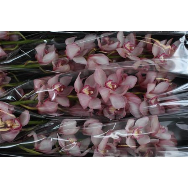 Orchid Cymb T Rondo 80cm A1