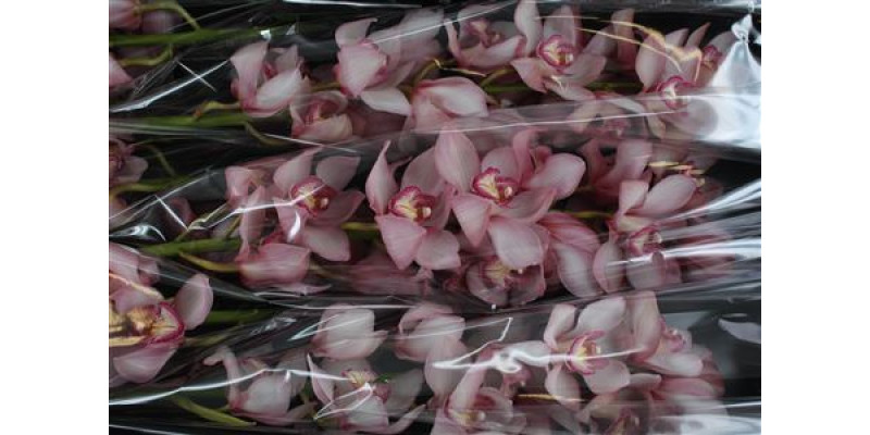 Orchid Cymb T Rondo 80cm A1