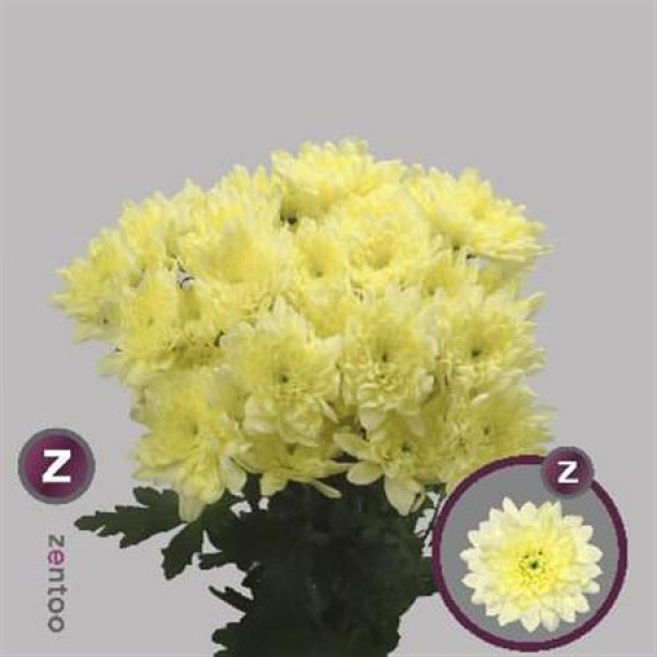 Chrysanthemums T Baltica Cream 70cm A1 Col-Yellow