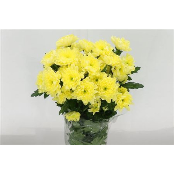 Chrysanthemums T Baltica Cream 70cm A1 Col-Yellow