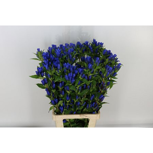 Genti Kagayaki 80cm A1 Col-Blue