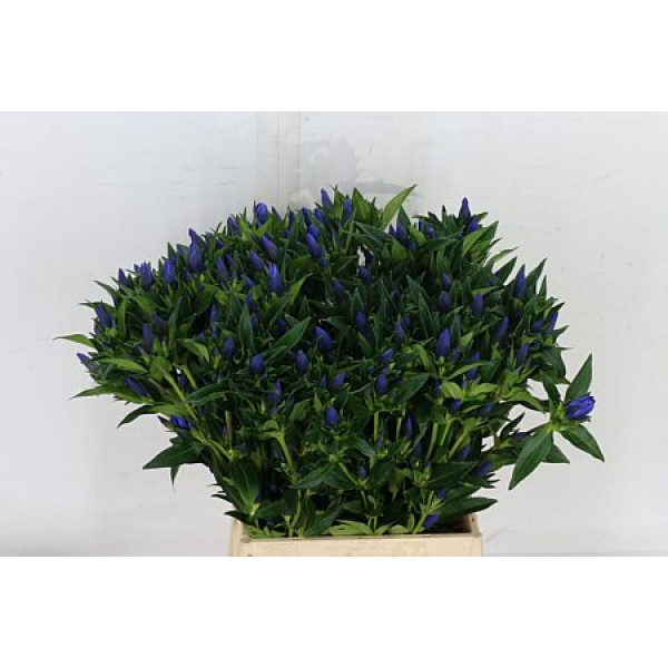 Genti Kagayaki 70cm A1 Col-Blue