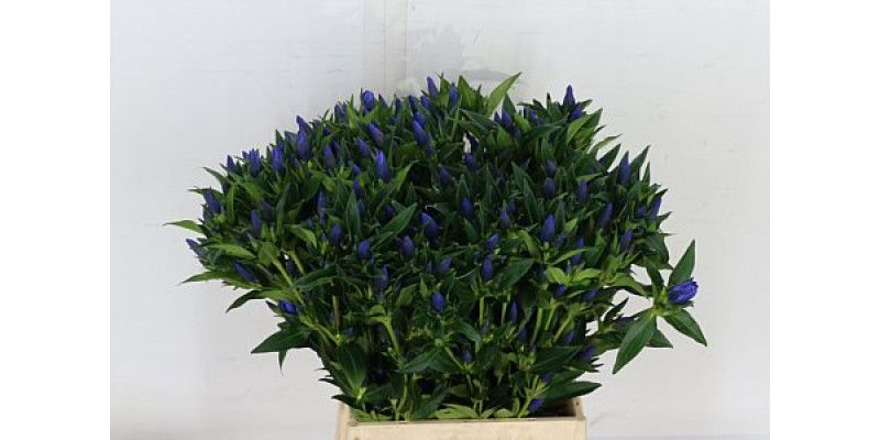 Genti Kagayaki 50cm A1 Col-Blue
