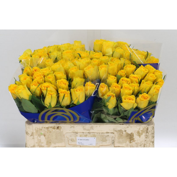 Rose Gr Solero 50cm  Col-Yellow