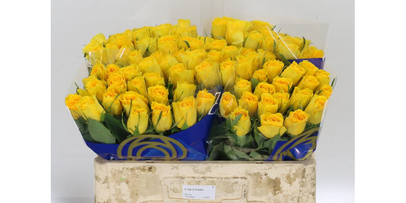 Rose Gr Solero 50cm  Col-Yellow