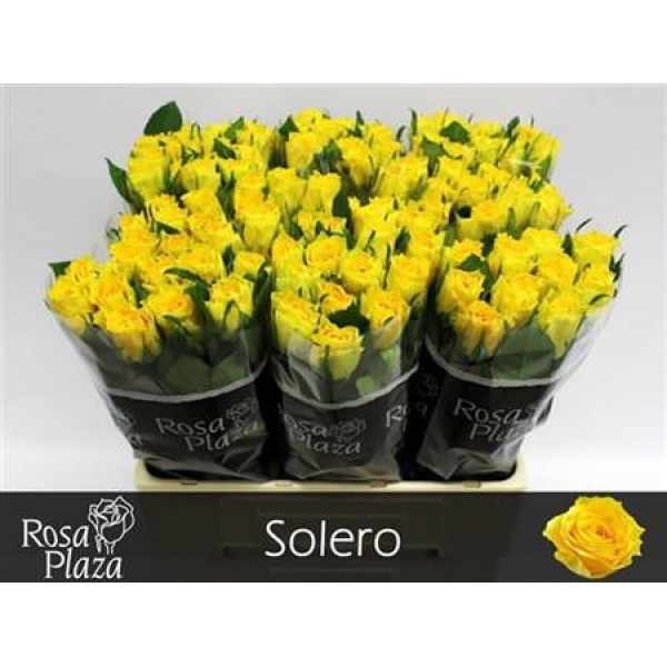 Rose Gr Solero 60cm A1 Col-Yellow